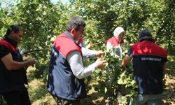 Düzce'de fındık rekolte tespiti sürüyor