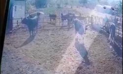 Isparta'da beslediği boğanın saldırısına uğrayan adam ağır yaralandı