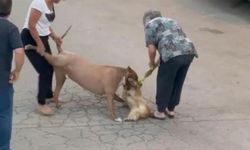 Ağızlıksız dolaştırılan pitbull, hem köpeğe hem de kendi sahibine saldırdı