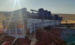 20 ton salçalık biber kazada çevreye dağılarak ziyan oldu
