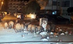 Marmaris’i domuzlar istila etti