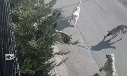 İşe giderken sokak köpekleri saldırdı, genç kadın canını zor kurtardı