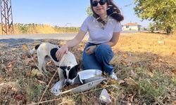 Armatürler sokak hayvanları için mama ve su kabına dönüştürülüyor