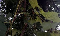 Taze Asma Yaprakları Büyütülüyor