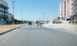 Başıboş Atlar Trafiği Tehlikeye Sokuyor