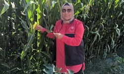 Mısır Ekim Alanlarında Kontrol