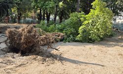Kırklareli’nde Şiddetli Rüzgâr Ağaçları Devrildi