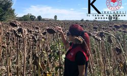 Kırklareli’nde Ayçiçeği Tarlalarında Denetim Yapıldı