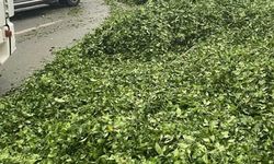 Kaza sonrası yola saçılan kamyon kasasındaki 10 ton çayı böyle temizlediler