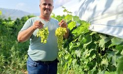 Sultaniye üzüm sezonu açıldı, üreticiler sosyal medyada tanıtıma başladı