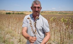 Trakya Birlik'in ayçiçeği avans fiyatına tepki: "Çiftçi şokta"
