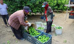 Limonda fiyatı düşürecek hasat başladı