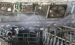 Aşırı sıcaklar süt verimini yüzde 50 düşürebilir, ortam serinletilmeli