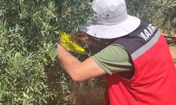 Salihli İlçe Tarımdan ‘zeytin sineği’ uyarısı