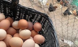 Okulların açılması yumurtayı "Mayıs çukuru"ndan kurtaracak