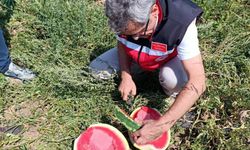 Tekirdağ’da karpuz üretimine yakından takip