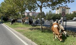 Çiftlikten firar eden inek sürüsü şehir merkezine indi