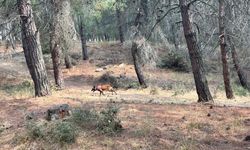 Kayıp yaşlı kadını arama çalışmalarına özel eğitimli köpekler de katıldı