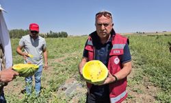 Van'da sarı karpuz dönemi başladı