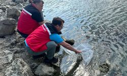 Tekirdağ'da göletlere 975 bin sazan yavrusu bırakıldı