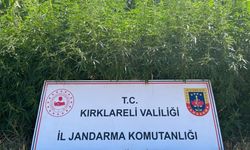 Kırklareli'nde 754 bin kök Hint keneviri ele geçirildi