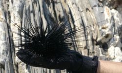 Akdeniz'de bir dönem korku salmıştı, zehirli istilacı tür yok olmaya başladı