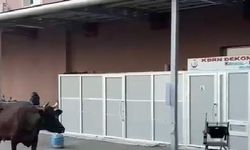 Tekirdağ'da hastaneye gelen inek gülümsetti