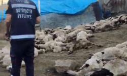Van’da kurt saldırısı: 111 koyun telef oldu