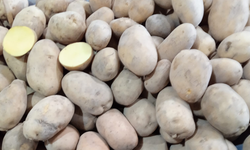 Kırklareli’nde Patates Tezgâhları Dikkat Çekiyor