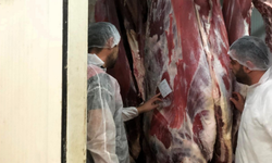 Mezbahanelerde Hijyen ve Hayvan Refahı Denetimi