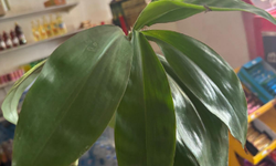 Kırklareli’nde Dracaena Bitkisine İlgi Artıyor