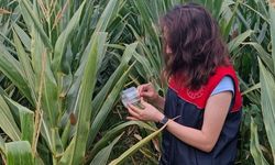 Kırklareli’nde Zararlılara Karşı Takip Sürüyor
