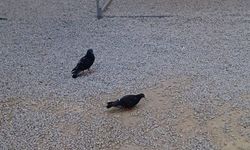 Kuşlar Yem Arıyor