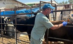 Aşılama Çalışmaları Sürüyor