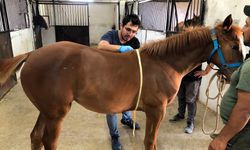 Safkan atlarda Tescil ve Kayıt İşlemleri Sürüyor