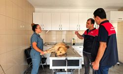 Teknik Personelden Pınarhisar Hayvan Barınağı’na ziyaret
