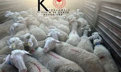 Kırklareli’nde Belgesiz Hayvan Sevkine İzin Verilmedi