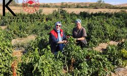 Babaeski’de Çiftçi Ziyaretleri ve Ürün Kontrolleri
