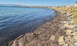Tekirdağ kıyılarında kızıl yosun ve kötü koku