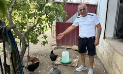 Kümese giren sokak köpekleri 70 tavuğu telef etti