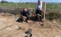 Orman yangınlarında kaybedilen her ağaç yerine 10 fidan