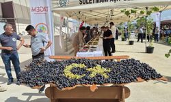 Tekirdağ’da üzüm şöleni: Onlarca yeni çeşit tanıtıldı
