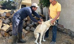 Kırklareli'nde kedi ve köpeklere çip takılıyor