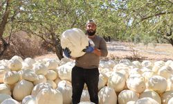 Kilolarca ağırlığa ulaşan tescilli beyaz kabakta hasat başladı