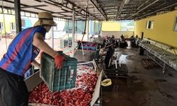 Hollanda'nın biber salçasını İnegöllü kadınlar üretiyor