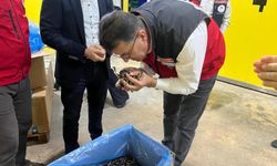 Saray ormanlarından trüf mantarı ihracatı