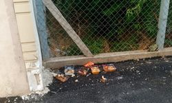 Sokak Hayvanlarına Duyarlı Dokunuş