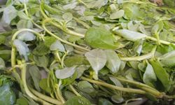 Sağlıklı Beslenmenin Vazgeçilmezi: Semizotu