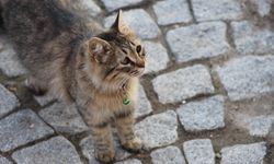 Kırklareli’nde Sokaklar Sessiz, Kediler Sahnenin Yıldızı Oldu
