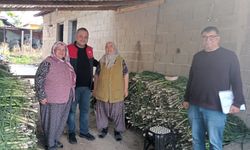 Lüleburgaz’da Beyaz Pırasa Hasat Kontrolü Yapıldı